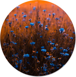 Label2X - Muurcirkel - Blue Dream - Ø 100 cm - Forex - Multicolor - Wandcirkel - Rond Schilderij - Bloemen en Planten - Muurdecoratie Cirkel - Wandecoratie rond - Decoratie voor woonkamer of slaapkamer