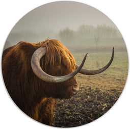 Label2X - Muurcirkel bull - Ø 100 cm - Dibond - Multicolor - Wandcirkel - Rond Schilderij - Muurdecoratie Cirkel - Wandecoratie rond - Decoratie voor woonkamer of slaapkamer