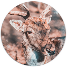 Label2X Wall circle deer bright