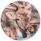 Label2X Wall circle deer bright