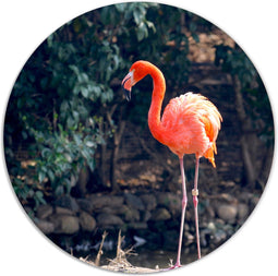 Label2X - Muurcirkel flamingo - Ø 60 cm - Dibond - Multicolor - Wandcirkel - Rond Schilderij - Muurdecoratie Cirkel - Wandecoratie rond - Decoratie voor woonkamer of slaapkamer