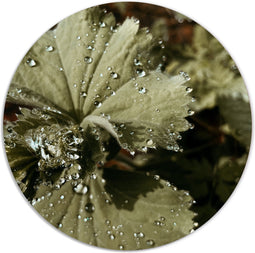 Label2X - Muurcirkel flora - Ø 140 cm - Forex - Multicolor - Wandcirkel - Rond Schilderij - Muurdecoratie Cirkel - Wandecoratie rond - Decoratie voor woonkamer of slaapkamer