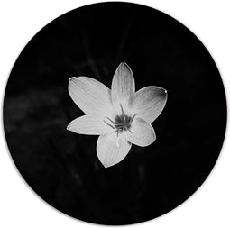 Label2X - Muurcirkel - Flower Black White - Ø 30 cm - Forex - Multicolor - Wandcirkel - Rond Schilderij - Bloemen en Planten - Muurdecoratie Cirkel - Wandecoratie rond - Decoratie voor woonkamer of slaapkamer