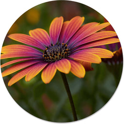 Label2X Muurcirkel Flowertastic - Ø 20 cm - Dibond - Wandcirkel bloem - Bloemen - Wandcirkel natuur - Wandcirkel rond - Wanddecoratie woonkamer - Wandcirkel - Muurcirkel binnen - Wandbord rond - Muurcirkel - WallCircle