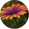 Label2X Muurcirkel Flowertastic - Ø 40 cm - Wandcirkel bloem - Bloemen - Wandcirkel natuur - Wandcirkel rond - Wanddecoratie woonkamer - Wandcirkel - Muurcirkel binnen - Wandbord rond - Muurcirkel - WallCircle