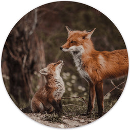 Label2X - Muurcirkel foxes - Ø 140 cm - Dibond - Multicolor - Wandcirkel - Rond Schilderij - Muurdecoratie Cirkel - Wandecoratie rond - Decoratie voor woonkamer of slaapkamer