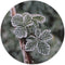 Label2X - Muurcirkel frost plant - Ø 60 cm - Dibond - Multicolor - Wandcirkel - Rond Schilderij - Muurdecoratie Cirkel - Wandecoratie rond - Decoratie voor woonkamer of slaapkamer