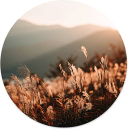 Label2X - Muurcirkel - Golden Grass - Ø 100 cm - Dibond - Wandcirkel natuur - Wandcirkel rond - Wanddecoratie woonkamer - Wandcirkel - Muurcirkel binnen - Wandbord rond - Muurcirkel - WallCircle