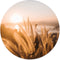 Label2X - Muurcirkel - Grain Beach - Ø 80 cm - Forex - Wandcirkel bloem - Bloemen - Wandcirkel natuur - Wandcirkel rond - Wanddecoratie woonkamer - Wandcirkel - Muurcirkel binnen - Wandbord rond - Muurcirkel - WallCircle