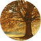 Label2X - Muurcirkel herfstboom - Ø 80 cm - Dibond - Multicolor - Wandcirkel - Rond Schilderij - Muurdecoratie Cirkel - Wandecoratie rond - Decoratie voor woonkamer of slaapkamer