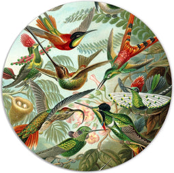 Label2X - Muurcirkel hummingbirds van Ernst Haeckel - Ø 40 cm - Dibond - Multicolor - Wandcirkel - Rond Schilderij - Muurdecoratie Cirkel - Wandecoratie rond - Decoratie voor woonkamer of slaapkamer