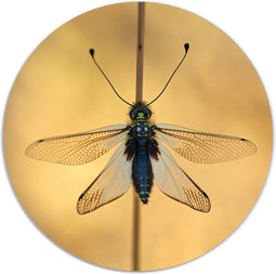 Label2X - Muurcirkel insect - Ø 140 cm - Forex - Multicolor - Wandcirkel - Rond Schilderij - Muurdecoratie Cirkel - Wandecoratie rond - Decoratie voor woonkamer of slaapkamer