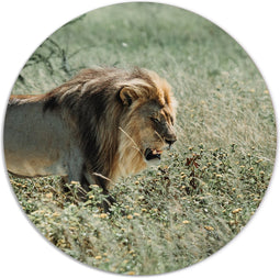 Label2X - Muurcirkel leeuw groen - Ø 140 cm - Dibond - Multicolor - Wandcirkel - Rond Schilderij - Muurdecoratie Cirkel - Wandecoratie rond - Decoratie voor woonkamer of slaapkamer