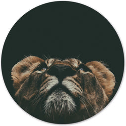 Label2X - Muurcirkel mini lion - Ø 30 cm - Forex - Multicolor - Wandcirkel - Rond Schilderij - Muurdecoratie Cirkel - Wandecoratie rond - Decoratie voor woonkamer of slaapkamer