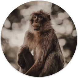 Label2X - Muurcirkel monkey - Ø 100 cm - Dibond - Multicolor - Wandcirkel - Rond Schilderij - Muurdecoratie Cirkel - Wandecoratie rond - Decoratie voor woonkamer of slaapkamer