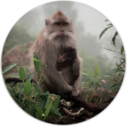 Label2X - Muurcirkel monkeylove - Ø 12 cm - Dibond - Multicolor - Wandcirkel - Rond Schilderij - Muurdecoratie Cirkel - Wandecoratie rond - Decoratie voor woonkamer of slaapkamer