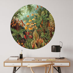 Label2X - Muurcirkel Muscinae van Ernst Haeckel - Ø 40 cm - Forex - Multicolor - Wandcirkel - Rond Schilderij - Muurdecoratie Cirkel - Wandecoratie rond - Decoratie voor woonkamer of slaapkamer