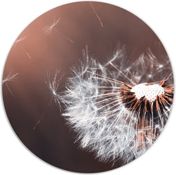 Label2X - Muurcirkel paardenbloem detail - Ø 30 cm - Forex - Multicolor - Wandcirkel - Rond Schilderij - Muurdecoratie Cirkel - Wandecoratie rond - Decoratie voor woonkamer of slaapkamer