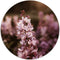 Label2X - Muurcirkel - Pink Purple - Ø 120 cm - Forex - Multicolor - Wandcirkel - Rond Schilderij - Bloemen en Planten - Muurdecoratie Cirkel - Wandecoratie rond - Decoratie voor woonkamer of slaapkamer