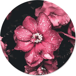 Label2X - Muurcirkel - Pinkdrip - Ø 100 cm - Forex - Multicolor - Wandcirkel - Rond Schilderij - Bloemen en Planten - Muurdecoratie Cirkel - Wandecoratie rond - Decoratie voor woonkamer of slaapkamer