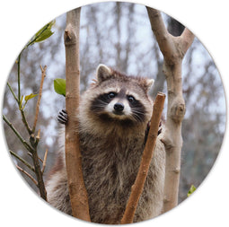 Label2X - Muurcirkel racoon - Ø 60 cm - Dibond - Multicolor - Wandcirkel - Rond Schilderij - Muurdecoratie Cirkel - Wandecoratie rond - Decoratie voor woonkamer of slaapkamer