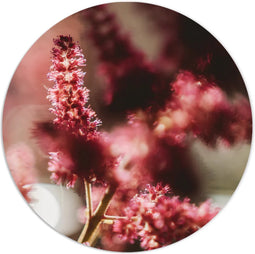 Label2X - Muurcirkel - Reddy - Ø 12 cm - Dibond - Multicolor - Wandcirkel - Rond Schilderij - Bloemen en Planten - Muurdecoratie Cirkel - Wandecoratie rond - Decoratie voor woonkamer of slaapkamer