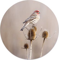 Label2X - Muurcirkel small birdy - Ø 30 cm - Dibond - Multicolor - Wandcirkel - Rond Schilderij - Muurdecoratie Cirkel - Wandecoratie rond - Decoratie voor woonkamer of slaapkamer