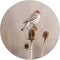 Label2X - Muurcirkel small birdy - Ø 40 cm - Forex - Multicolor - Wandcirkel - Rond Schilderij - Muurdecoratie Cirkel - Wandecoratie rond - Decoratie voor woonkamer of slaapkamer