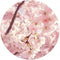 Label2X Muurcirkel Spring - Ø 20 cm - Forex - Wandcirkel bloem - Bloemen - Wandcirkel natuur - Wandcirkel rond - Wanddecoratie woonkamer - Wandcirkel - Muurcirkel binnen - Wandbord rond - Muurcirkel - WallCircle