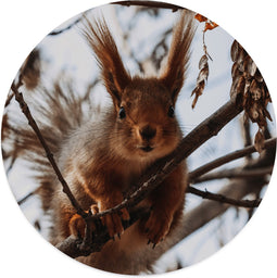 Label2X - Muurcirkel squirrel - Ø 60 cm - Forex - Multicolor - Wandcirkel - Rond Schilderij - Muurdecoratie Cirkel - Wandecoratie rond - Decoratie voor woonkamer of slaapkamer