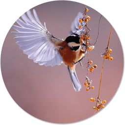 Label2X - Muurcirkel vogel besje - Ø 40 cm - Forex - Multicolor - Wandcirkel - Rond Schilderij - Muurdecoratie Cirkel - Wandecoratie rond - Decoratie voor woonkamer of slaapkamer