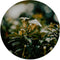 Label2X - Muurcirkel whiteflower - Ø 20 cm - Forex - Multicolor - Wandcirkel - Rond Schilderij - Muurdecoratie Cirkel - Wandecoratie rond - Decoratie voor woonkamer of slaapkamer