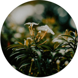 Label2X - Muurcirkel whiteflower - Ø 80 cm - Forex - Multicolor - Wandcirkel - Rond Schilderij - Muurdecoratie Cirkel - Wandecoratie rond - Decoratie voor woonkamer of slaapkamer