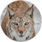 Label2X - Muurcirkel wilde kat - Ø 20 cm - Forex - Multicolor - Wandcirkel - Rond Schilderij - Muurdecoratie Cirkel - Wandecoratie rond - Decoratie voor woonkamer of slaapkamer