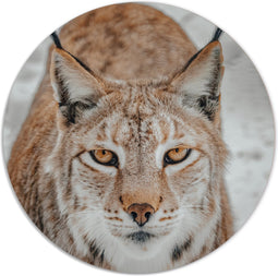 Label2X - Muurcirkel wilde kat - Ø 60 cm - Dibond - Multicolor - Wandcirkel - Rond Schilderij - Muurdecoratie Cirkel - Wandecoratie rond - Decoratie voor woonkamer of slaapkamer
