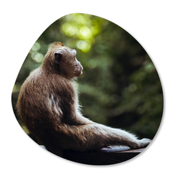 Label2X Organic shape monkey
