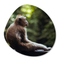 Label2X Organic shape monkey