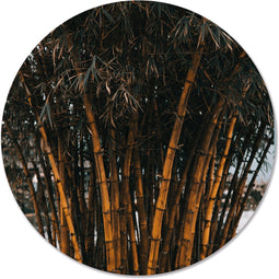 Label2X - Schilderij - Bamboo Ø - Multicolor - 100 X 100 Cm