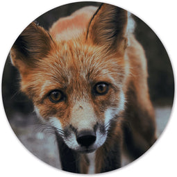 Label2X - Schilderij - Fox Ø - Multicolor - 20 X 20 Cm
