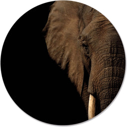 Label2X - Schilderij - Olifant Hoofd Ø - Multicolor - 100 X 100 Cm