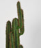 LABEL51 Cactus Decoratie - Groen - Kunststof - 130 cm