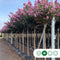 Lagerstroemia 'Rosea Grassi' | Lagerstroemia Indica 'Rosea Grassi' 14-18 cm 200-220 cm| Bomenbezorgd.nl