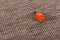 Lalee Laagpolig vloerkleed in Sisal-look – gevlochten 200 x 290 Zilver