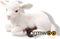 Lam lig wit m 19,5x11x12,5 cm Imhof Stevens
