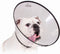 Lampenkap voor honden KVP Saf-T-Clear (38-63 cm)