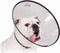 Lampenkap voor honden KVP Saf-T-Clear Transparant (17-30 cm)