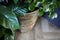 Capi Europe - Vaas Rib NL - Breukbestendig - Goud - 34x46 cm