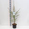 Larix decidua - Europese Lork - Planthoogte: 80-100 cm - Pot Ø 23 cm (5 liter)