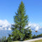 Larix decidua - Europese Lork - Planthoogte: 80-100 cm - Pot Ø 23 cm (5 liter)