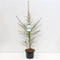 Larix decidua - Europese Lork - Planthoogte: 80-100 cm - Pot Ø 23 cm (5 liter)